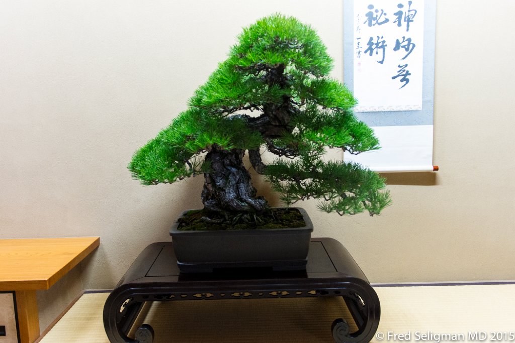 20150310_163556 D4S.jpg - Bonsai Museum and Gardens Tokyo, a famous garden more than 400 years old. Rare bonsai are more than 500 years old.